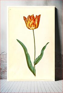 Πίνακας, Tulipa gesneriana (garden tulip) by Maria Sibylla Merian