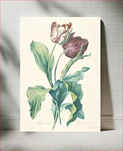 Πίνακας, Tulipe des Jardins, from Fleurs Dessinees d'apres Nature