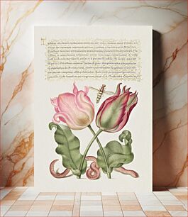 Πίνακας, Tulips, Insect, and Worm from Mira Calligraphiae Monumenta or The Model Book of Calligraphy (1561–1596) by Georg Bocskay and Joris Hoefnagel