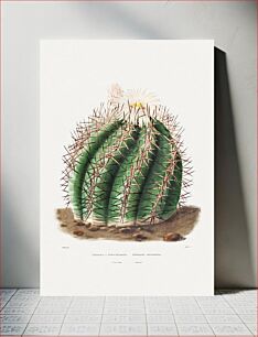 Πίνακας, Turk's Head Cactus (Echinocactus Horizonthalonius) from Iconographie descriptive des cactées by Charles Antoine Lemaire (1801–1871)