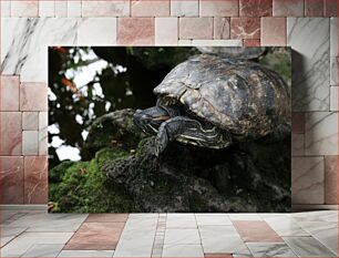 Πίνακας, Turtle on a Rock Χελώνα σε βράχο