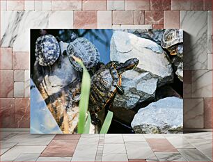 Πίνακας, Turtles on Rocks Χελώνες σε Βράχους