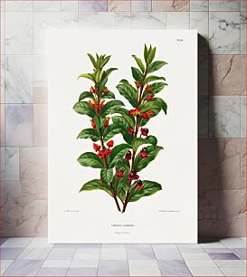 Πίνακας, Twinberry honeysuckle (Lonicera LedeBouri) chromolithograph plates by Abraham Jacobus Wendel