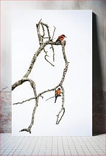 Πίνακας, Two Birds on a Tree Branch Δύο πουλιά σε ένα κλαδί δέντρου