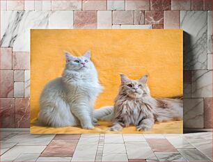 Πίνακας, Two Cats on Orange Background Δύο γάτες σε πορτοκαλί φόντο