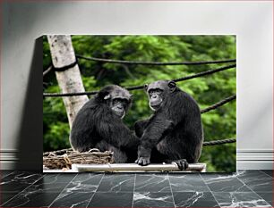 Πίνακας, Two Chimpanzees in the Zoo Δύο χιμπατζήδες στο ζωολογικό κήπο