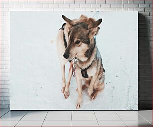 Πίνακας, Two Dogs in Snow Δύο σκυλιά στο χιόνι