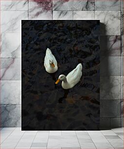 Πίνακας, Two Ducks Floating on Water Δύο πάπιες που επιπλέουν στο νερό