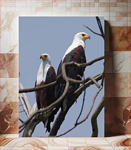 Πίνακας, Two Eagles on a Tree Δύο αετοί σε ένα δέντρο