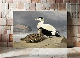 Πίνακας, Two eiders, 1867, by Ferdinand von Wright