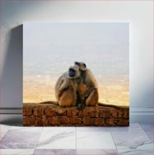 Πίνακας, Two Monkeys Hugging on a Wall Δύο πίθηκοι αγκαλιάζονται σε έναν τοίχο