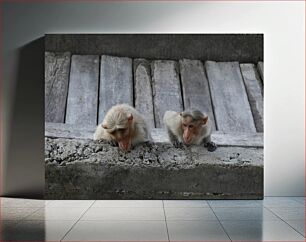 Πίνακας, Two Monkeys on a Concrete Wall Δύο πίθηκοι σε έναν τσιμεντένιο τοίχο