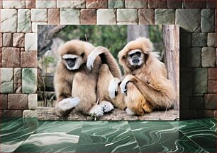 Πίνακας, Two Monkeys Resting Together Δύο πίθηκοι που ξεκουράζονται μαζί