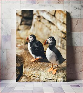 Πίνακας, Two Puffins on Rocks Δύο Puffins σε Βράχους