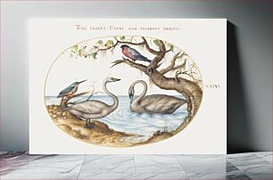 Πίνακας, Two Swans, Kingfisher, and Bullfinch (1575–1580) by Joris Hoefnagel