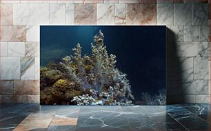 Πίνακας, Underwater Coral Scene Υποβρύχια σκηνή κοραλλιών