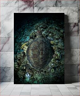 Πίνακας, Underwater Turtle Υποβρύχια χελώνα