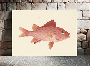 Πίνακας, Unidentified Fish by Luigi Balugani