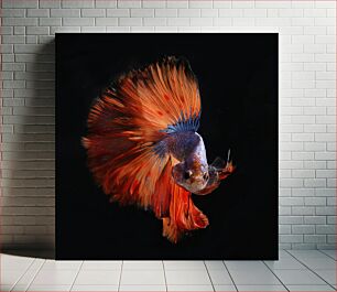 Πίνακας, Vibrant Betta Fish Ζωντανό ψάρι Betta