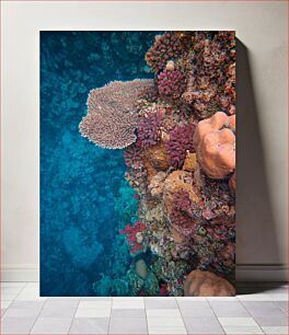 Πίνακας, Vibrant Coral Reef Ζωντανός κοραλλιογενής ύφαλος