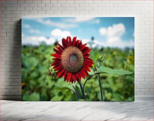 Πίνακας, Vibrant Red Sunflower Ζωντανό κόκκινο ηλίανθο