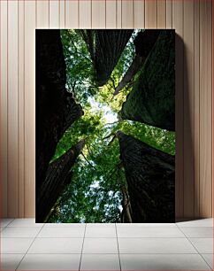 Πίνακας, View of Tall Trees Άποψη ψηλών δέντρων