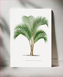 Πίνακας, Vintage palm tree illustration. Les Palmiers Histoire Iconographique (1878), illustrated by Oswald de Kerchove de Denterghem