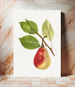 Πίνακας, Vintage pear illustration