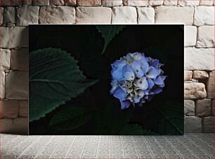 Πίνακας, Vivid Hydrangea Blossom Ζωηρό άνθος ορτανσίας