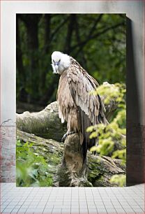 Πίνακας, Vulture in the Forest Γύπας στο Δάσος