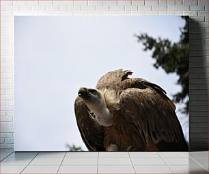 Πίνακας, Vulture in the Wild Γύπας στην άγρια ​​φύση