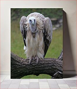 Πίνακας, Vulture on a Tree Branch Γύπας σε κλαδί δέντρου