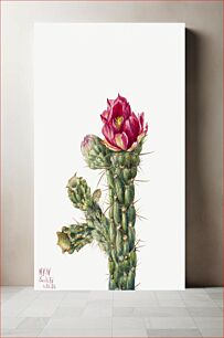 Πίνακας, Walkingstick Cholla (Opuntia imbricata) (1934) by Mary Vaux Walcott