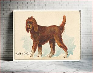 Πίνακας, Water Dog, from the Dogs of the World series for Old Judge Cigarettes