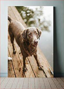 Πίνακας, Wet Dog on the Dock Wet Dog on the Dock