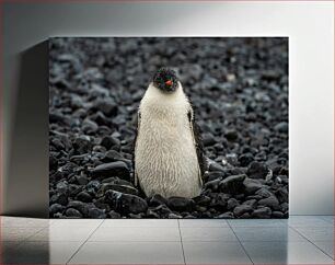 Πίνακας, Wet Penguin on Rocky Shore Υγρός πιγκουίνος στη βραχώδη ακτή