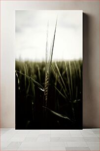 Πίνακας, Wheat in the Field Σιτάρι στο χωράφι