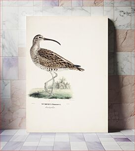 Πίνακας, Whimbrel, 1828 - 1838, Magnus Von Wright