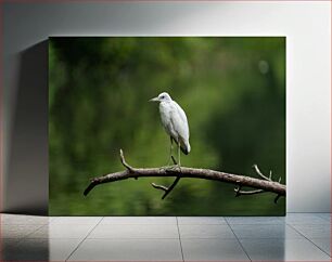 Πίνακας, White Bird on Branch Λευκό πουλί στο κλαδί