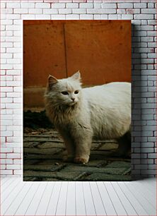 Πίνακας, White Cat on Pavement Λευκή γάτα στο πεζοδρόμιο