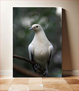 Πίνακας, White Dove Perched on Branch Λευκό Περιστέρι σκαρφαλωμένο στο κλαδί