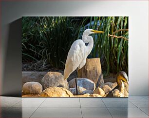 Πίνακας, White Egret Among Rocks Λευκός Τσικνιάς Ανάμεσα σε Βράχους