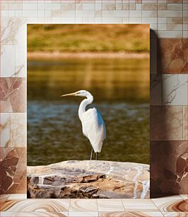 Πίνακας, White Egret by the Water White Egret by the Water