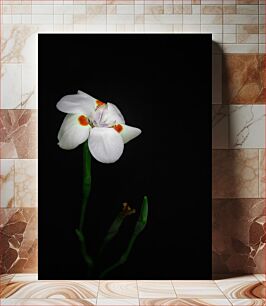 Πίνακας, White Flower on a Dark Background Λευκό λουλούδι σε σκούρο φόντο