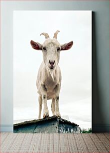 Πίνακας, White Goat on Ledge Λευκή Κατσίκα στο Προεξοχή