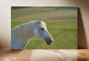 Πίνακας, White Horse in the Meadow Λευκό Άλογο στο Λιβάδι