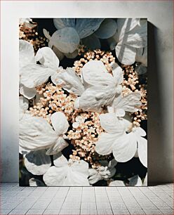 Πίνακας, White Hydrangea Blossoms Άνθη Λευκής Ορτανσίας