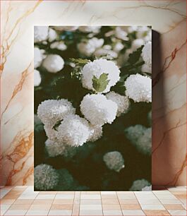 Πίνακας, White Hydrangeas in Bloom Λευκές ορτανσίες σε άνθιση