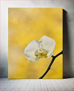 Πίνακας, White Orchid with Yellow Background Λευκή ορχιδέα με κίτρινο φόντο