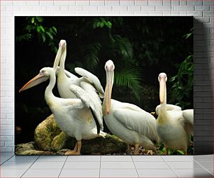 Πίνακας, White Pelicans in Nature Λευκοί πελεκάνοι στη φύση